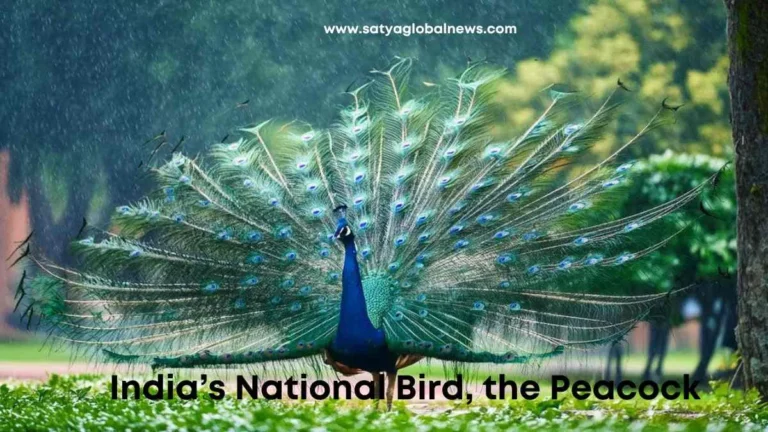 India’s National Bird, the Peacock